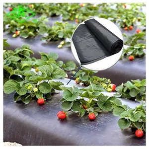UV Resistant Ldpe Film Plastic Mulch Film Used for Agriculture Greenhouse or Gardening Crops thumbnail-2