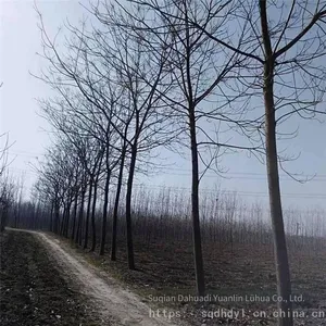 Price of Melia Azedarach Trees With a Trunk Diameter of 12 cm in 2020, High Survival Rate thumbnail-3