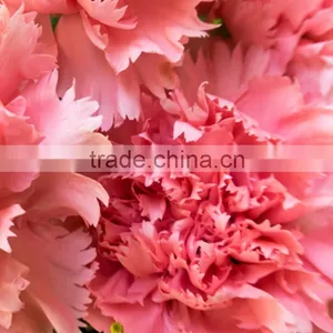 New Deep Pink Carnation Flower Decorating thumbnail-3