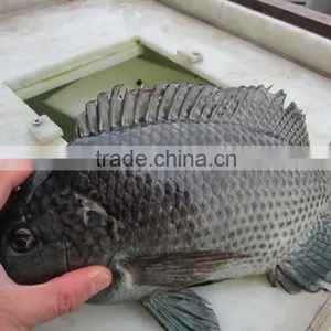 Frozen Fish Fillet Talapia Supplier thumbnail-2