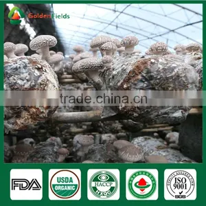 Golden Fields Supplier of Shiitake Spawn Mycelium Growing Bag Shiitake Mushroom Growing Kits thumbnail-3