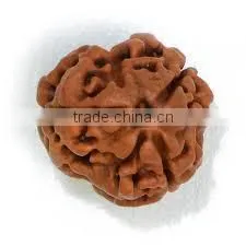 3 Faces Rudraksha thumbnail-1