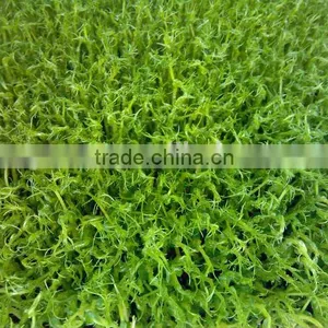 Wheat/grass/bean Growing Machine, Barley Sprout Machine Hydroponics Animal Fodder thumbnail-3