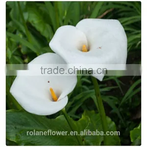 2016 Lastest Arriving High Quality Calla Lily Flower to Export thumbnail-6