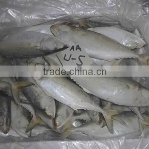 FROZEN INDIAN MACKEREL IQF / IWP FROM ARABIAN SEA thumbnail-1