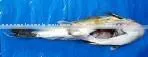 FROZEN INDIAN ORIGIN PUFFER FISH/GLOBE FISH IQF thumbnail-1