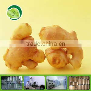 High Quality Ginger Root Extract E P 20:1 thumbnail-1