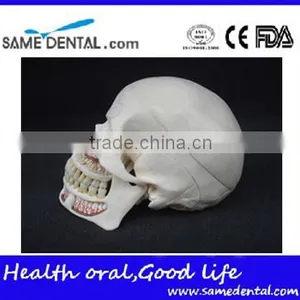 Dental Ten Section Skull Model DEA-40 thumbnail-3