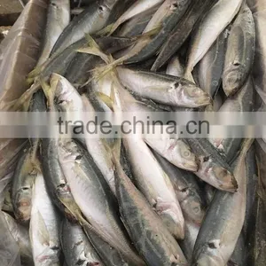 12-14pcs/kg Frozen Round Scad Whole Round thumbnail-2