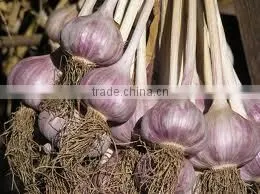 Dry Red Garlic thumbnail-1