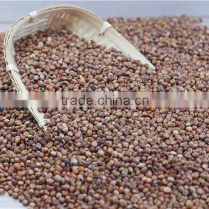 2016 Non-GMO Organic Glutinous Red Sorghum Sticky Sorghum thumbnail-1