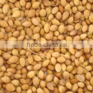 Coriander thumbnail-1