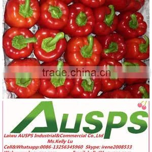 Red Capsicum thumbnail-1