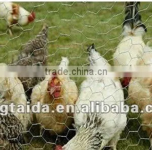High Quality Galvanized /PVC Coated Chicken Netting thumbnail-1