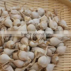Fresh Ly Son Garlic at Best Price in New Crop thumbnail-4
