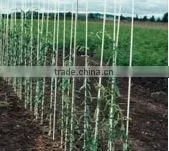 FRP Stakes for Plants thumbnail-1