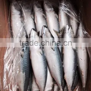Frozen Mackerel Fish thumbnail-1