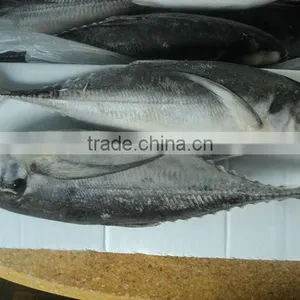 Frozen Horse Mackerel thumbnail-1