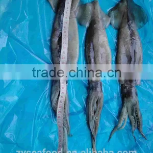 Frozen Illex Argentina Squid thumbnail-2
