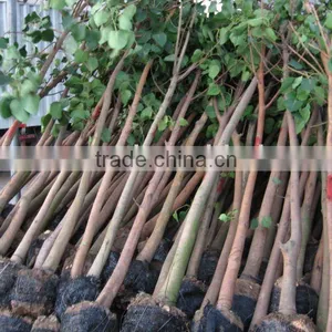 Ficus Religiosa D5cm thumbnail-1