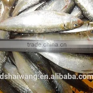 Frozen Big Sardine With Size 65 - 70 Pcs / 10 kg thumbnail-1