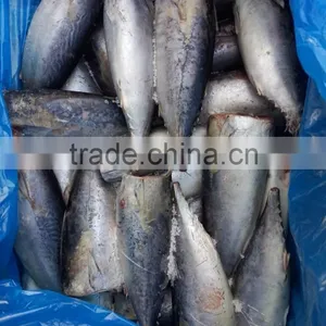 Good Quality HGT Frozen Bonito thumbnail-1