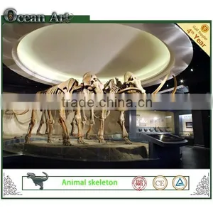 Mammoth Museum Exhibition Durable Animal Bones thumbnail-1