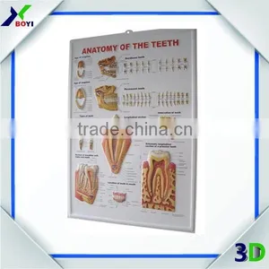 China Factory Anatomy 3d Wall Poster/plastic Embossed Cubic Medical Poster thumbnail-3