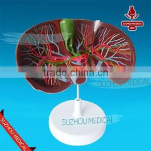 Liver Model thumbnail-4