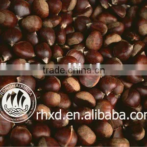 Chinese Fresh Chestnut in Shell With Sweet Taste Ons Ale thumbnail-5