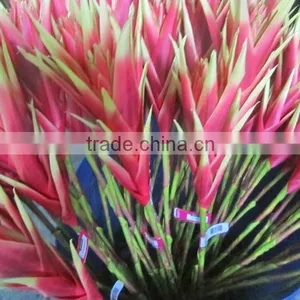 Silk Tropical Flower Tropical Presentation thumbnail-1