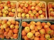 FRESH FRUITS thumbnail-5
