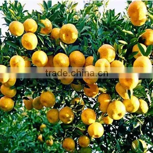 Chinese Fresh Mandarin Orange thumbnail-1