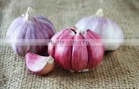 Takings Egyptian Garlic...dry Garlic With Best Quality thumbnail-1