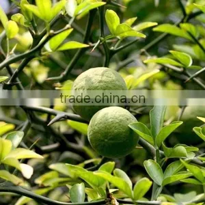Citrus Aurantium Extract Powder thumbnail-2