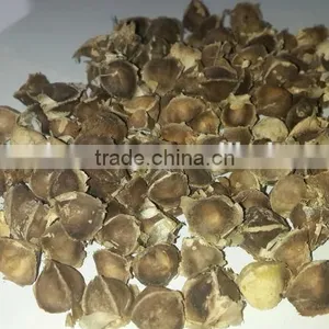 Moringa Seeds thumbnail-1