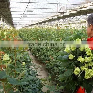 BK Trough Hydroponics thumbnail-5