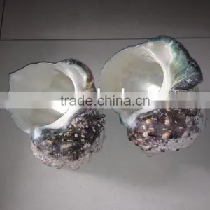 Turbo Marmoratus Green Turban Snail thumbnail-1
