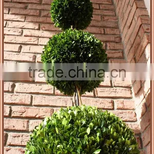 Preserved Boxwood Triple Balls Tree Topiary thumbnail-4