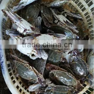 Dulse Seaweed of Crab thumbnail-1