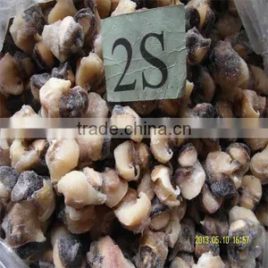 Cooked Cleaned Sea Conch Shell thumbnail-1