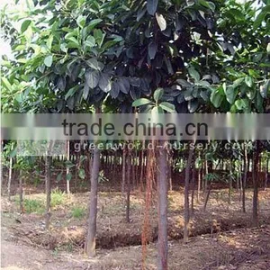 Ficus Altissima Trees Farm thumbnail-1