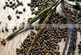 100% Clean Cassia Seed thumbnail-1