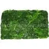Frozen Spinach thumbnail-1
