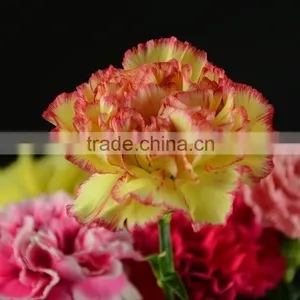 Good Quality Charming Bride Single Head Carnation Flower thumbnail-3
