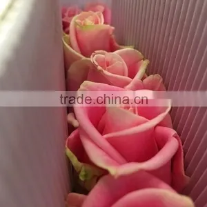 Top Quality Hot Selling Malia Roses Rose Plants and Jungle Roses thumbnail-6