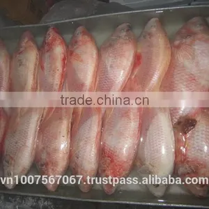 FROZEN RED TILAPIA thumbnail-3