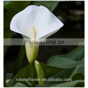 2016 Lastest Arriving High Quality Calla Lily Flower to Export thumbnail-2