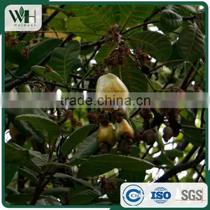 Kidney Shaped Vietnam Cashew Nut Raw thumbnail-6