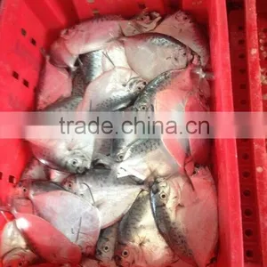 MOON FISH thumbnail-1